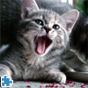 Cat Jigsaw Puzzle