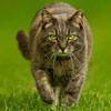 Cat on Grass