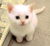 Cat Really Cute