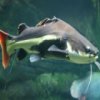 Catfish Slider