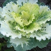 Cauliflower 3