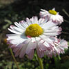 Chamomile