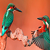 Chatting birds in the desert  puzzle