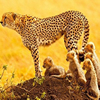 Cheetah Family Puzzle