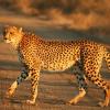 Cheetah Jigsaw Puzzle
