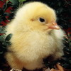 Chicken Photo Jigsaw Puzzle