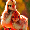 Chicks in the garden slide puzzle