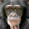 Chimpanzee Mania