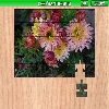 Chrysanthemum