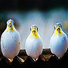 Chubby brothers slide puzzle