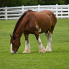 Clydesdale Horse Slider Puzzle