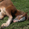 Clydesdale Pony Jigsaw