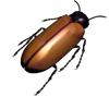 Cockroaches