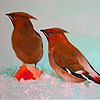 Cold little birds puzzle