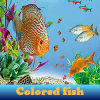 Colored fish. Find objects