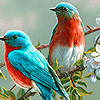 Colorful brooding birds puzzle