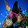 Colorful butterflies slide puzzle