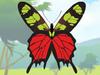 Colorful Butterfly designer