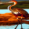 Colorful herons in lake puzzle