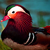 Colorful mandarin ducks puzzle