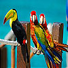 Colorful parrots slide puzzle