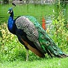 Colorful peacock slide puzzle