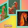 Colorful sea horses puzzle