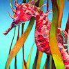 Colorful seahorses puzzle