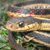 Common Garter Snake Jigsaw 2