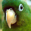 Cool Parrot Puzzle