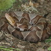 Copperhead Jigsaw