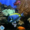 Coral Reef Jigsaw Puzzle