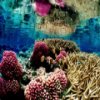 Coral Reef Jigsaw