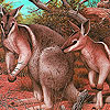 Coward kangaroos puzzle