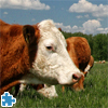 Cows On The Meadow