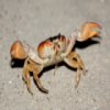 Crab Jigsaw