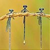 Crazy flies slide puzzle