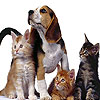 Cute Animals puzzle