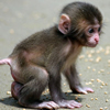 Cute Baby Monkey Puzzle