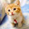 Cute Cat Puzzles