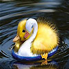 Cute chicks slide puzzle