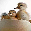 Cute chicks slide puzzle