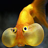 Cute fat fish puzzle