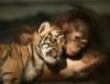 Cute friends: Chimp and tiger