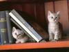 Cute friends: Kitty twins