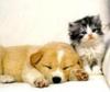 Cute friends: Puppy and Kitty