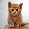 Cute Kitten Jigsaw Puzzle