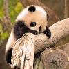 Cute Little Panda