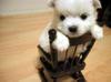 Cute little puppy picture puzzle