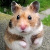 Cute puzzle: hamster